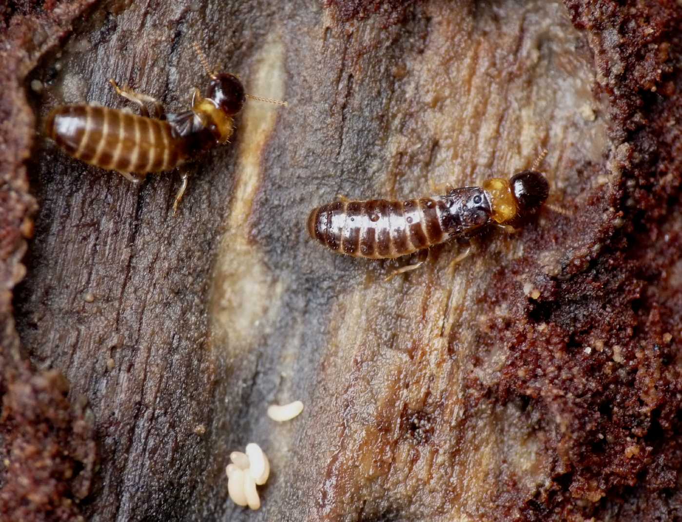 Nursery di termiti: Coppia di Kalotermes flavicollis